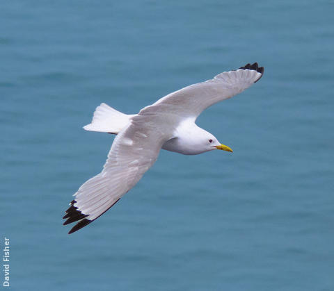 Black-legged Kittiwake (Breeding plumage, UK)