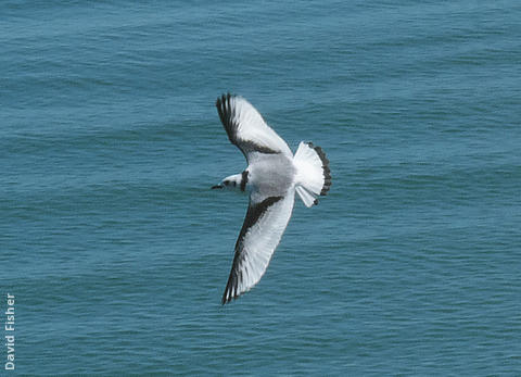 Black-legged Kittiwake (Immature, UK)