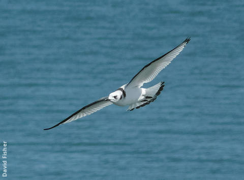 Black-legged Kittiwake (Immature, UK)