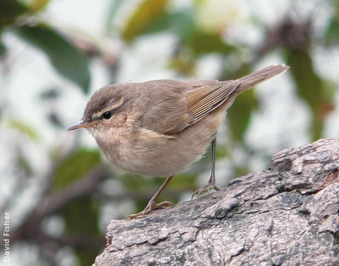 Dusky Warbler (VIETNAM)