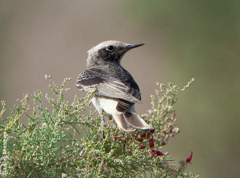 Hooded Wheatear (Male winter)