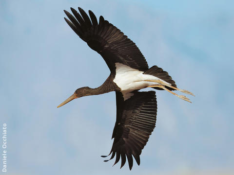 Black Stork (Immature, EGYPT)