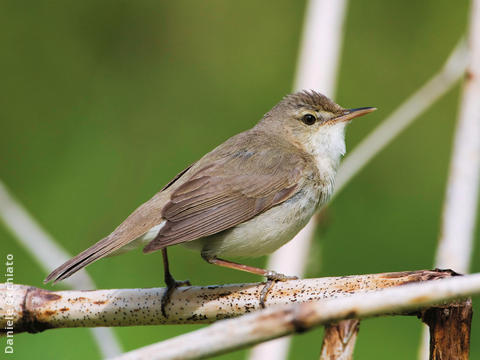 Blyth’s Reed Warbler (FINLAND)