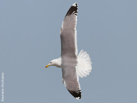 Caspian Gull