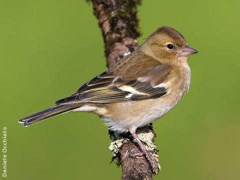 Common Chaffinch (Female, ITALY)