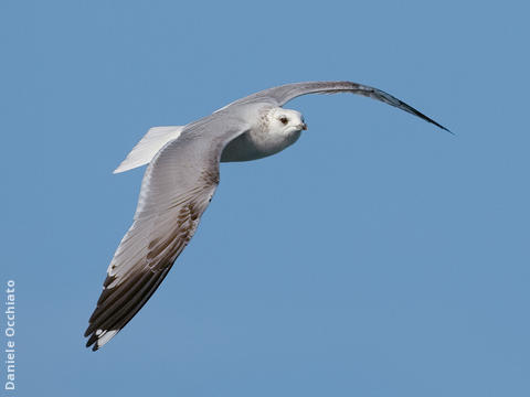 Common Gull (Winter)