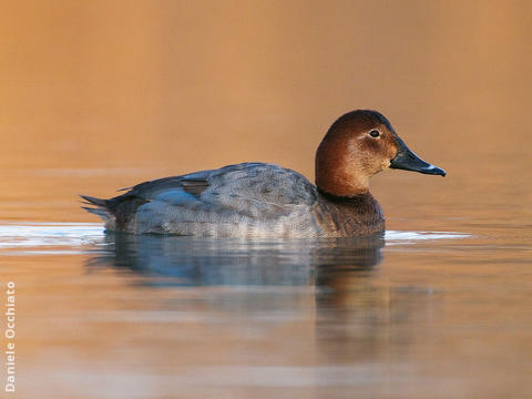 Common Pochard (Female, ITALY)