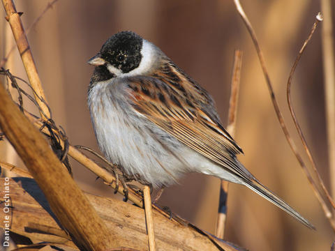 Common Reed Bunting (Male, ITALY)