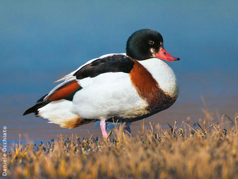 Common Shelduck (Female, ITALY)