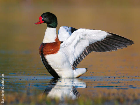 Common Shelduck (Male, ITALY)