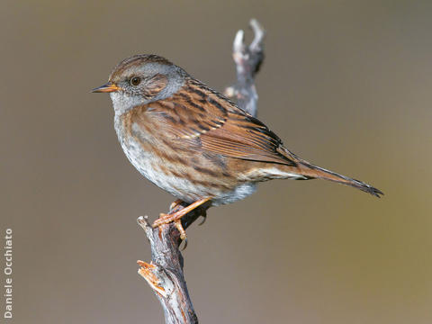 Dunnock (ITALY)