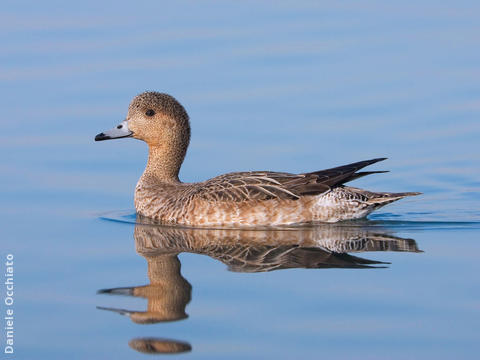 Eurasian Wigeon (Immature female, ITALY)