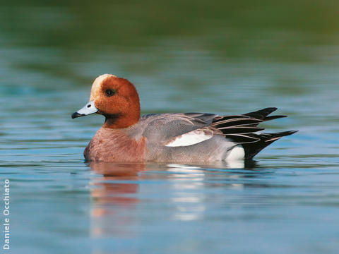 Eurasian Wigeon (Male, ITALY)