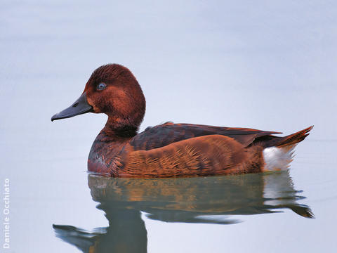 Ferruginous Duck (Female, ITALY)