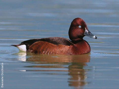 Ferruginous Duck (Male, ITALY)