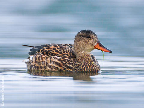 Gadwall (Female, ITALY)