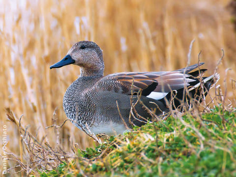 Gadwall (Male, ITALY)