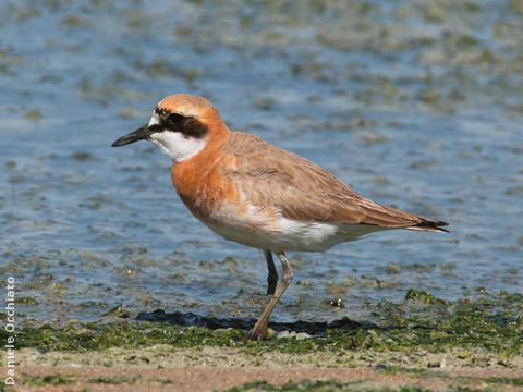 Greater Sand Plover (Breeding plumage)