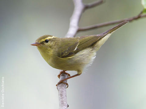 Green Warbler (TURKEY)