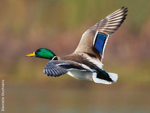 Mallard (Male, ITALY)