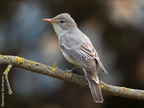 Olive-tree Warbler (TURKEY)