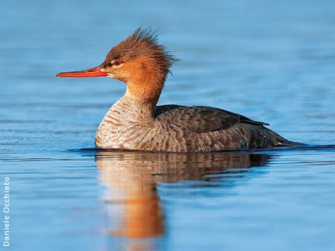 Red-breasted Merganser (Female, ITALY)