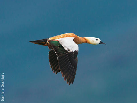 Ruddy Shelduck (ITALY)