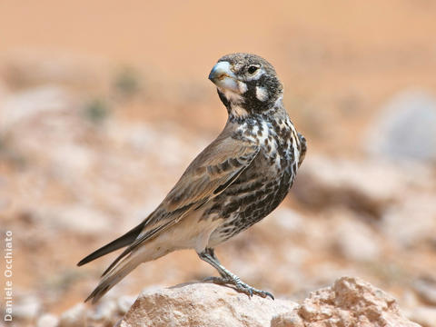 Thick-billed Lark (Male spring, TUNISIA)