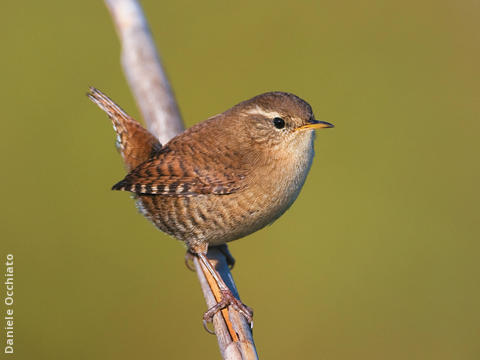 Winter Wren (ITALY)