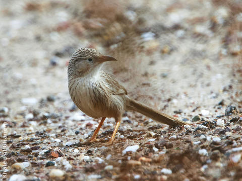 Afghan Babbler