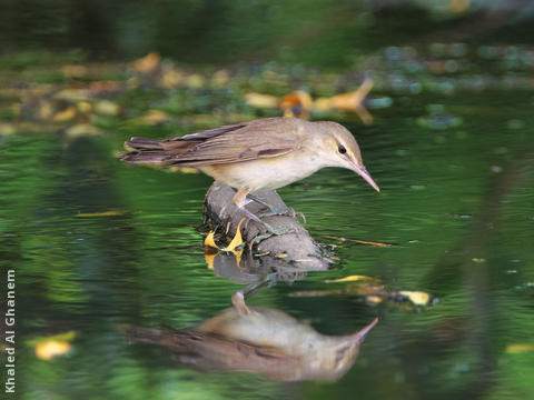 Basra Reed Warbler