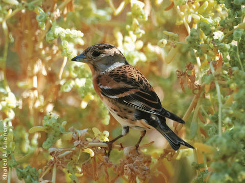 Brambling (Non-breeding plumage)