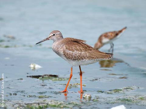 Common Redshank (Non - breeding)