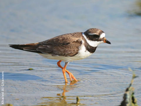 Common Ringed Plover (Spring)