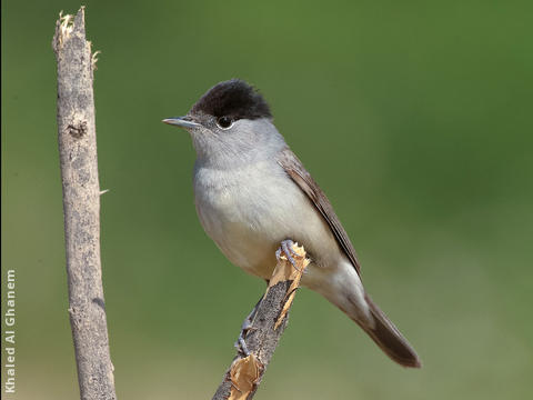 Eurasian Blackcap (Male)