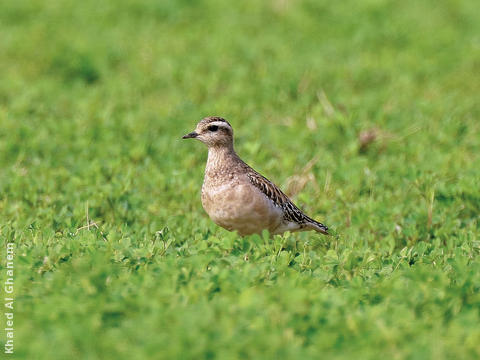 Eurasian Dotterel (Immature winter)