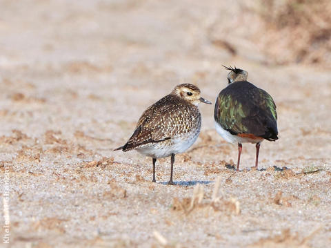 Eurasian Golden Plover (Adult or immature winter with Northern Lapwing)