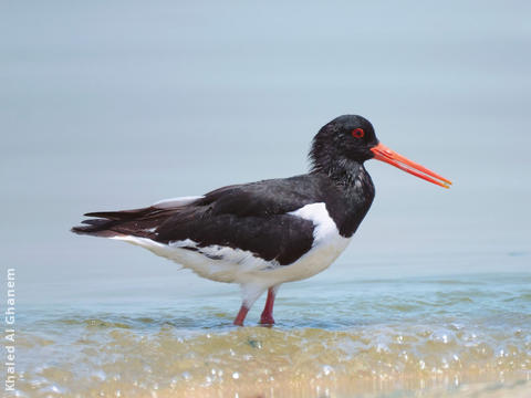 Eurasian Oystercatcher (Summer)