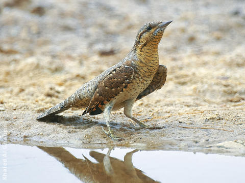 Eurasian Wryneck