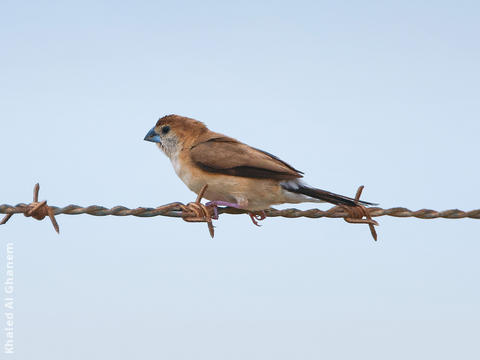 Indian Silverbill 