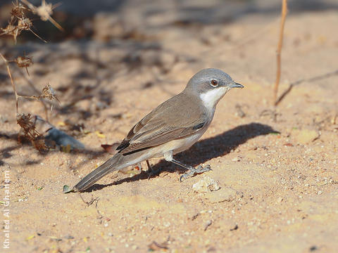 Lesser Whitethroat 