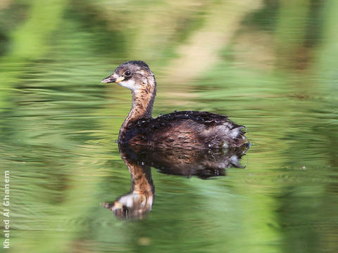 Little Grebe (Juvenile)