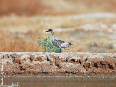 Marbled Duck 