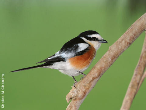 Masked Shrike (Male)