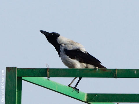 Mesopotamian Crow