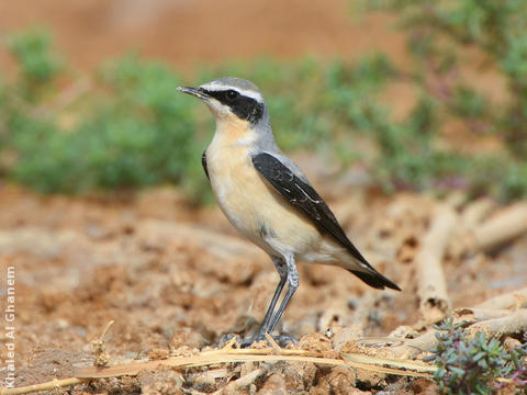 Northern Wheatear (Male)