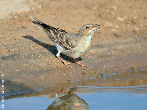 Pale Rockfinch