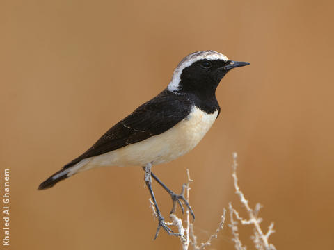 Pied Wheatear (Male breeding plumage)