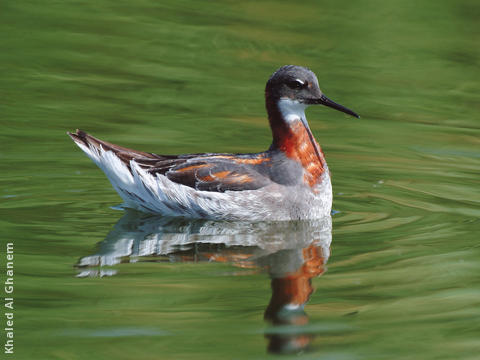 Red-necked Phalarope (Spring)