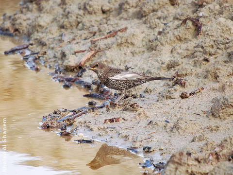 Ring Ouzel (Immature winter)